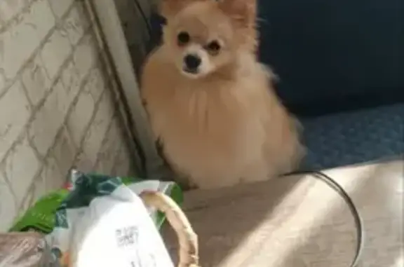 Пропала собака, Тула - photo