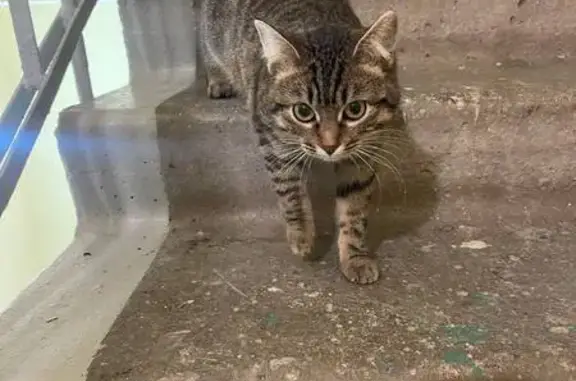 Найдена кошка, Балашиха, фото: Найдена кошка, Пролетарская улица, 8, Балашиха - ласковая, домашняя