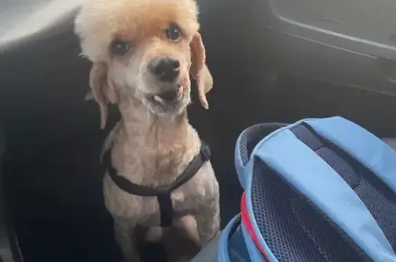 Пропал собака, улица Академика Бардина, 7/3, Екатеринбург - персиковый пудель, подстрижен - photo