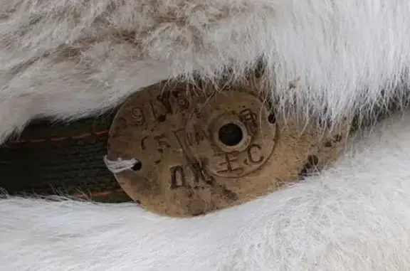 Найдена собака, Москва, фото: Найден собака, мужской, Верхняя Первомайская улица, 16, Москва - сидит возле подъезда