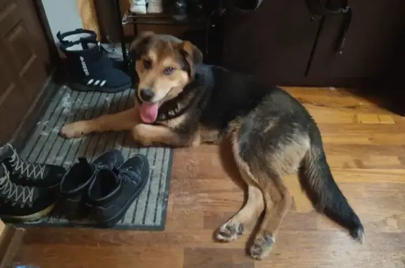 Найдена собака, Тула, фото: Найден собака, улица Вильямса, Тула - крупный и добрый кобелёк