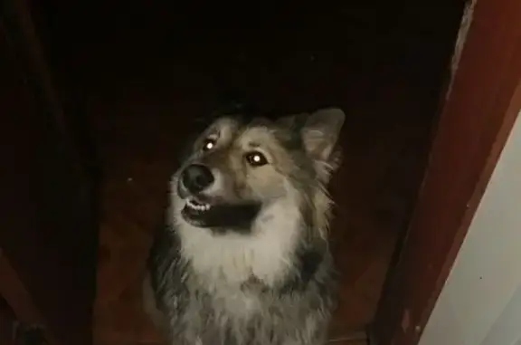 Пропала собака, Будьково, Московская область - очень ласковая - photo