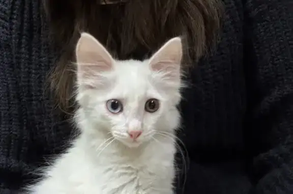 Кошки потеряшки, Иркутск, фото: Потеряшка кошка, улица Пискунова, 135/2, Иркутск - белая шерстка и разные глаза