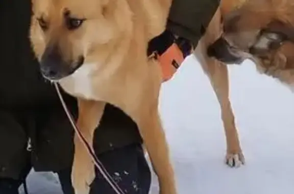 Пропал собака, мужской, Аграрная улица, 23, Александровская - photo