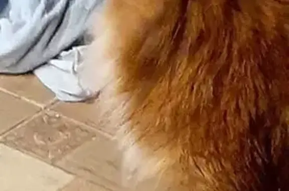 Найдена собака, совхоза 