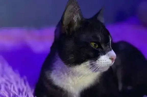 Пропал кот, район Некрасовское шоссе, Кострома - photo