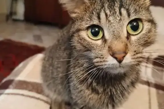 Объявления о пропавших и найденных животных, Москва, фото: Найдена кошка, улица Академика Ильюшина, 16, Москва - серая с кисточками на ушах