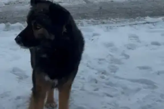 Найдена собака, Ростов-на-Дону, фото: Найден собака, улица Жданова, Ростов-на-Дону - напуган и не подходит к людям