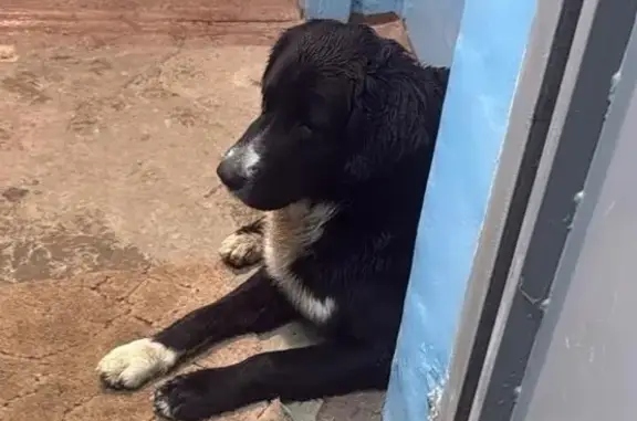 Найденные животные Белореченск, фото: Найден собака, Интернациональная улица, 163, Белореченск - черный с белыми лапами и грудкой