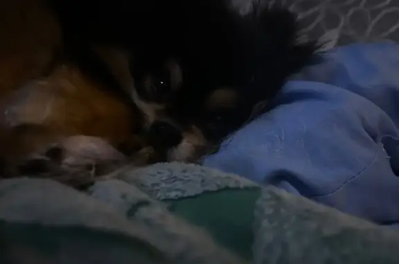 Пропал собака, улица Привалова, 77, Чистополь - чёрный шпиц - photo