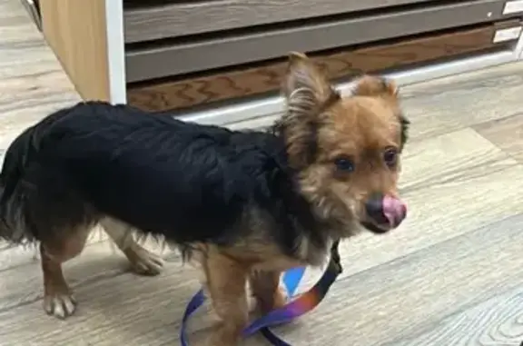 Найдена собака, Мытищи, фото: Найдена собака, Коммунистическая улица, 10/1, Мытищи - трёхцветная девочка