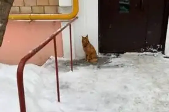 Пропала собака, Большая Филёвская улица, 45 к1, Москва - рыжая, похожа на лису - photo