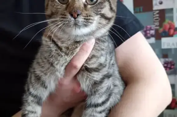 Найдена кошка, Киров, фото: Найдена кошка, Ульяновская улица, 10, Киров - пятнистая, рыжеватая