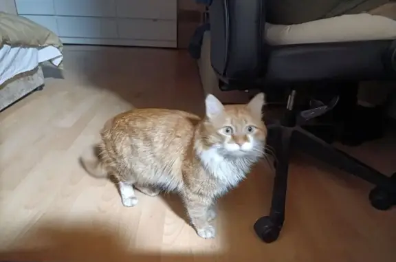 Пропал кот, проспект Столыпина, Саратов - рыжий с белыми щёчками - photo