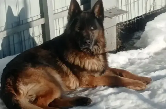 Пропал собака, улица Орджоникидзе, Борисоглебск - немец, 5 лет - photo