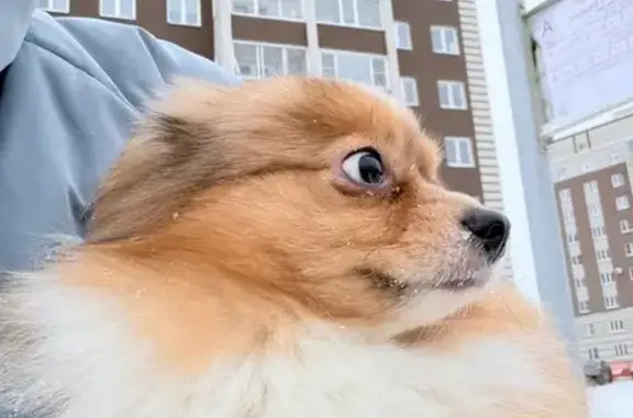 Найдена собака, Вологда, фото: Найден собака, Молодёжная улица, 31 к1, Вологда - рыжий с белым, голубые глаза