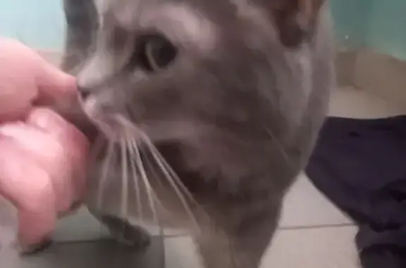 Найденные животные Иваново, фото: Найдена кошка, 1-я Полевая улица, 38, Иваново - окрас как на фото