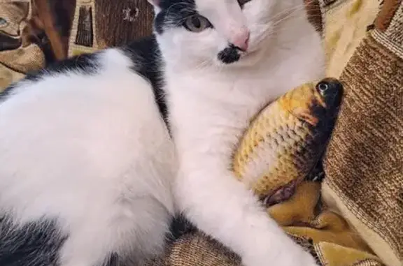 Пропала кошка, Цветочная улица, 4, Лобань - черно-белая с пятнышком у носа - photo