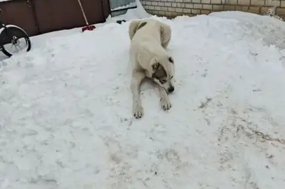 Потерянные животные Клинцы, фото: Пропала собака, Коммунистическая улица, Клинцы - белая с черными пятнами