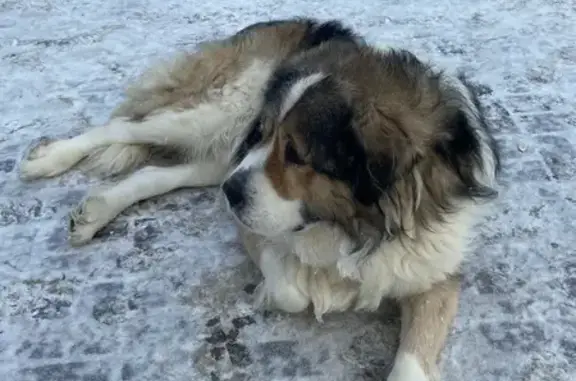 Найденные животные Ярославль, фото: Найдена собака, улица Павлова, Ярославль - знает команды