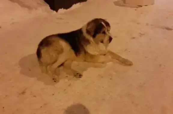 Собаки потеряшки, Ярославль, фото: Потеряшка собака, Ярославль, Ярославская область - очень добрый