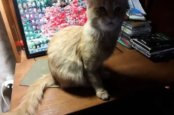 Пропал кот, улица Завадского, 9, Владимир - крупный, рыжий с белыми вкраплениями - photo