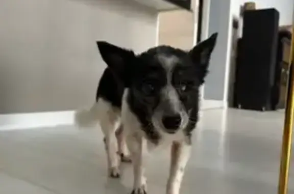 Пропала собака, 26, Казань - старенькая по кличке Дуся - photo