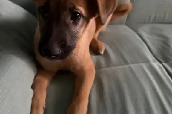 Найдена собака, Елец, фото: Найдена собака, женская, улица Королёва, 21, Елец