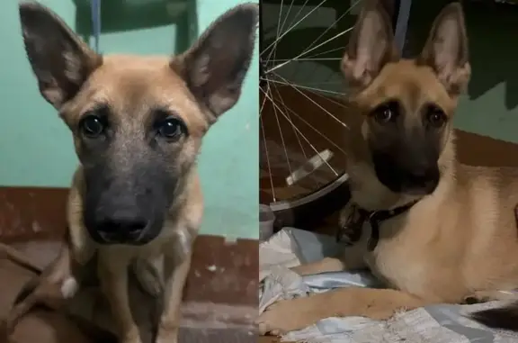 Найденные животные Красноармейск, фото: Найден собака, проспект Испытателей, 9 к1, Красноармейск - рыжий с затемнением на морде