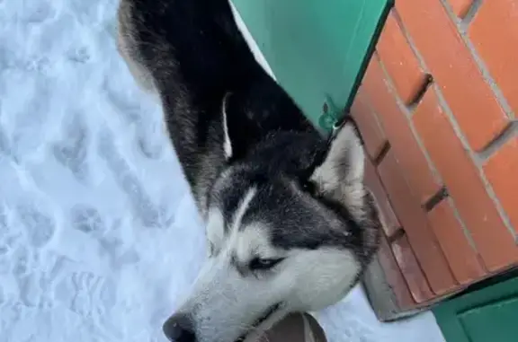 Найдена собака, Волжский, фото: Найден собака, Набережная улица, Волжский - один глаз карий, другой голубой