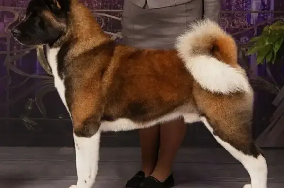 Пропала собака, Комсомольский район, Хабаровский край - бурый с белым окрасом - photo