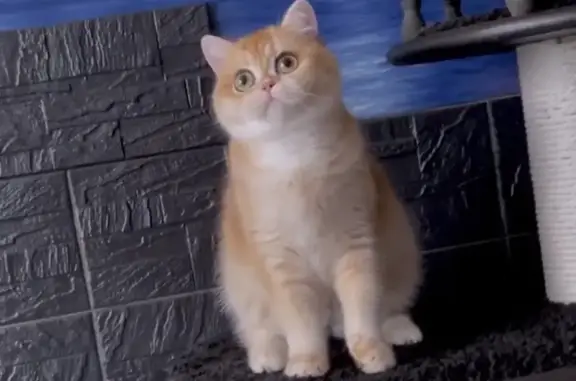 Пропала кошка, улица Кравченко, 12, Москва - рыжая, без полосок - photo