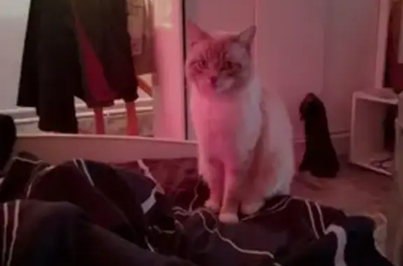 Пропал кот, Хвойная улица, Старый Оскол - белосерый - photo