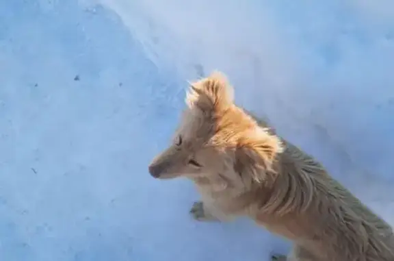 Найденные животные Пенза, фото: Найдена собака, улица Мереняшева, 1, городской округ Пенза - с ошейником