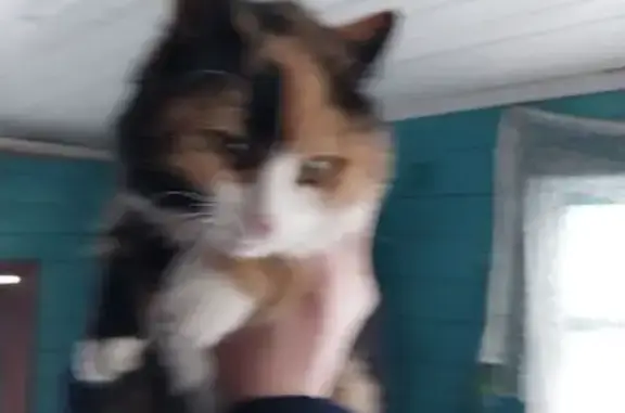 Объявления о пропавших и найденных животных, Рыбинск, фото: Найдена кошка, Рыбинск, Ярославская область - ласковая трёхцветная