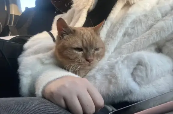 Пропал кот, улица Маршала Соколовского, 16, городской округ Смоленск - полностью рыжий, приплюснутая мордочка - photo