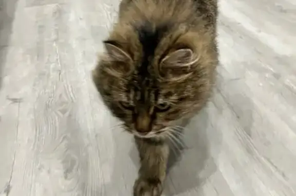 Найденные животные Малая Пурга, фото: Найдена кошка, Малая Пурга, Удмуртия - пушистая и ласковая