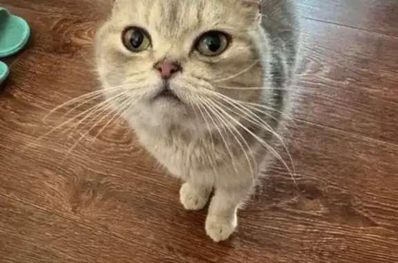 Найдена кошка, Кулебаки, фото: Найдена кошка, Кулебаки