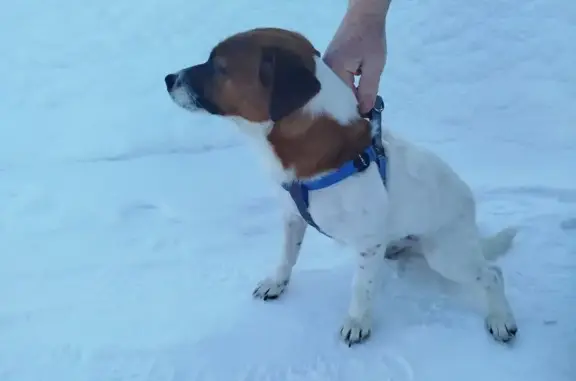 Найдена собака, Завьяловский район, фото: Найдена собака, Сарапульский тракт, Завьяловский район - девочка в шлейке