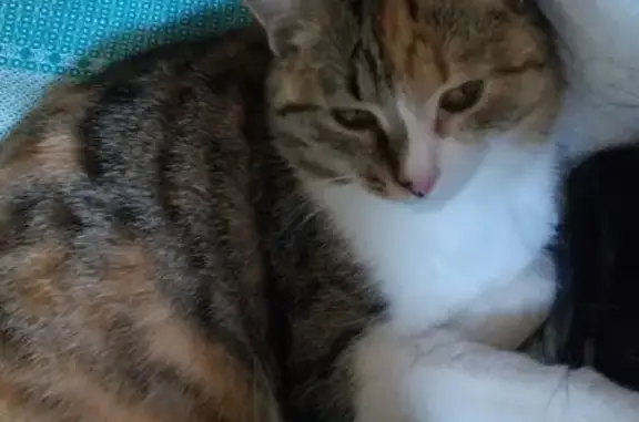 Пропала кошка, 53/37, Набережные Челны - трёхцветная, отзывается на 'Вики' - photo