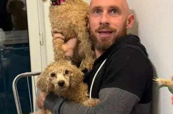 Найдена собака, Сочи, фото: Найдена собака, улица Лысая Гора, 9В, Сочи - светлый абрикос