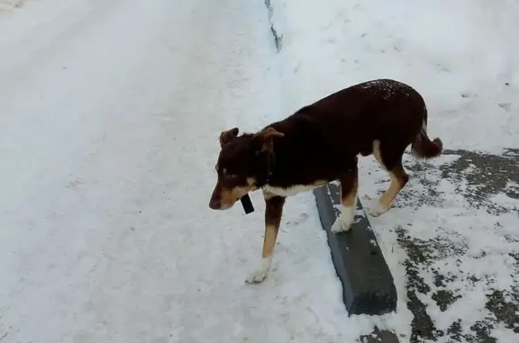 Найдена собака, Ульяновск, фото: Найден собака, мужской, улица 12 Сентября, 11, Ульяновск