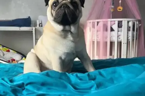 Потерянные животные Прокопьевск, фото: Пропал собака, Тихоновский переулок, Прокопьевск - крупный мальчик с бородавкой