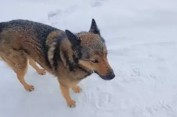 Пропала собака, Хакасия, Бирикчульский сельсовет - серая с рыжим окрасом, кличка Лиса - photo