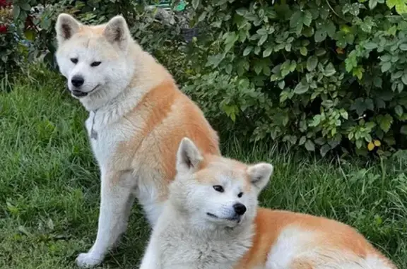 Пропала собака, Кавказская улица, 26, Волгоград - ярко рыжий окрас - photo