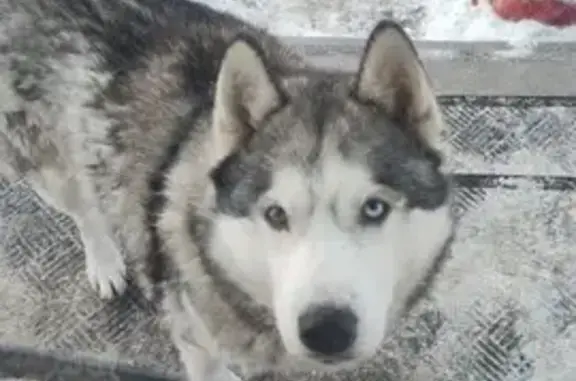 Найдена собака, Токсово, фото: Найден собака, Железнодорожная улица, Токсово - разноглазый хаски с красной биркой Лаки