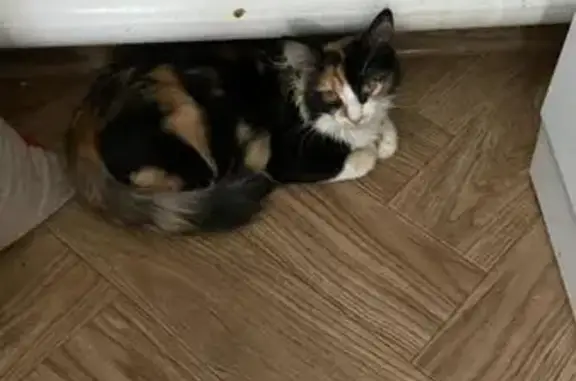 Пропала кошка, Российская улица, Краснодар - трёхцветная - photo