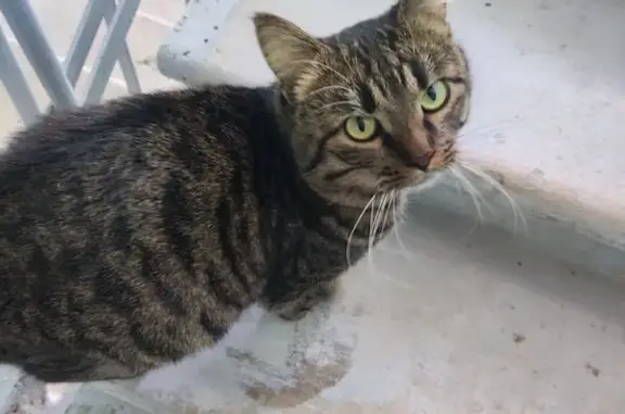 Найдена кошка, Калуга, фото: Найден кот, улица Механизаторов, 21, Калуга - красивый и ухоженный