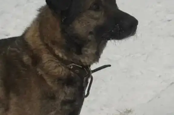 Объявления о пропавших и найденных животных, Абакан, фото: Найдена собака, улица Катанов, Абакан - дружелюбный и ласковый