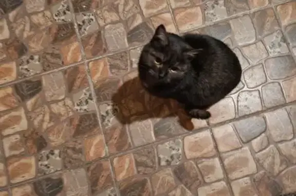 Найдена кошка, Весенний, фото: Найден кот, Тенистая улица, 10, Весенний - тёмный шоколад